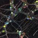 Multicolored neurons in the digestive tract