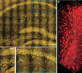 cell imagery