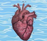 A picture of the human heart in the style of annotated anatomy drawings