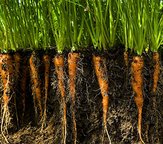 carrots under soil