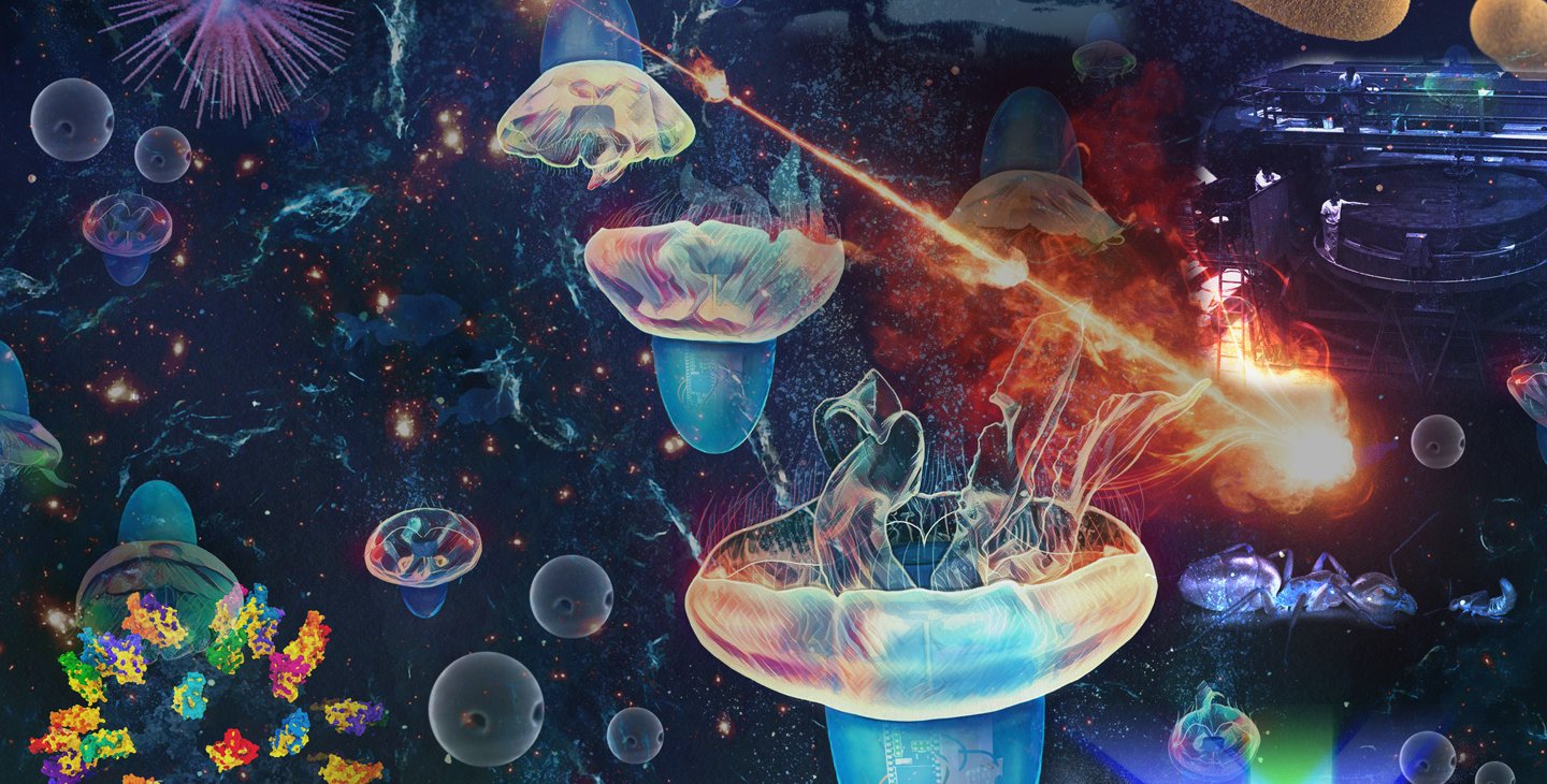Collage of images from 2024 Caltech news stories including jellyfish, microbes, supernovae and more, with nothing illustrated at scale.
