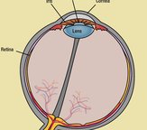 drawing showing anatomy of an eye