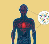 illustration of the gut-brain connection