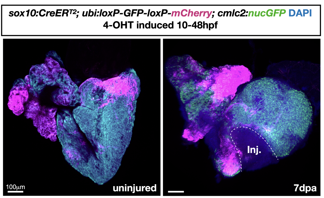 An irregular shape stained in hot pink and turquoise