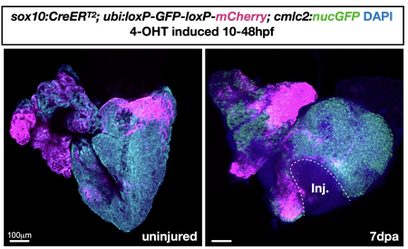 An irregular shape stained in hot pink and turquoise